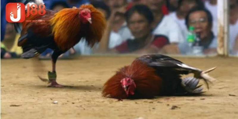 Lịch thi đấu đá gà Thomo có bình luận viên cập nhật mỗi ngày