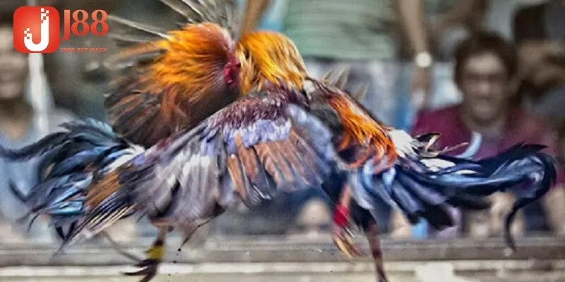 Sức hút từ những trận đấu đá gà trực tiếp C1